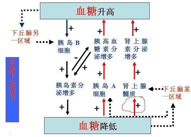 补硒血糖升高