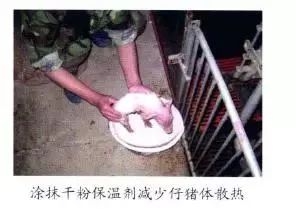 仔猪补硒中毒