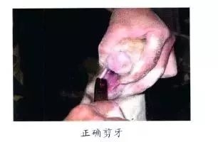 仔猪补硒中毒