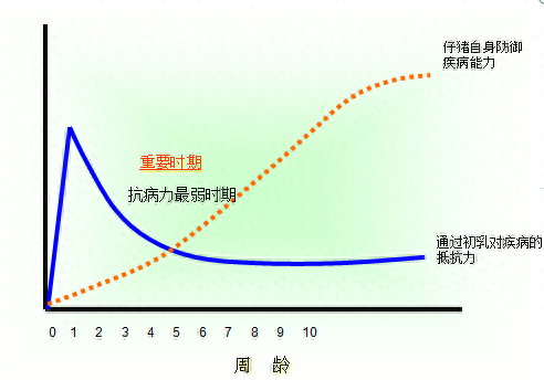 仔猪补硒中毒