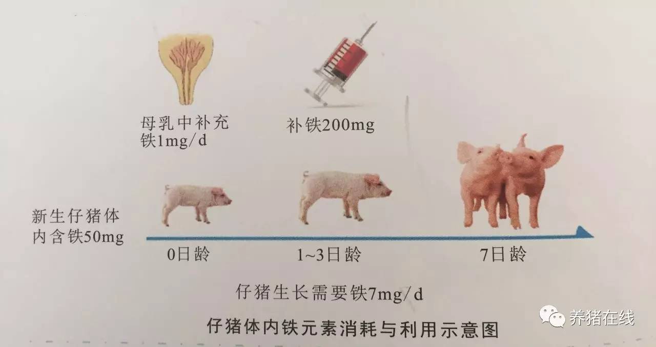 母猪怎么补硒