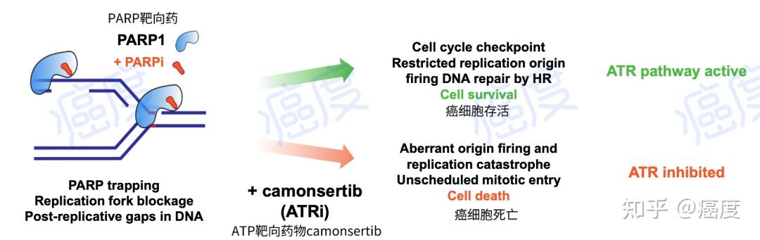 补硒抗癌研究