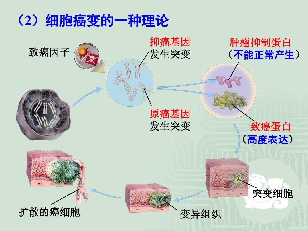 补硒抗癌研究