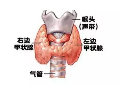 孕妇桥本补硒