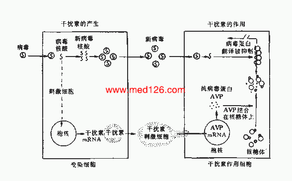 肿瘤大量补硒