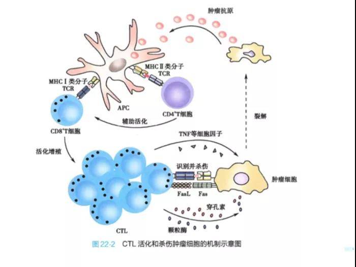 补硒防癌视频