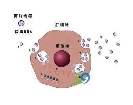 补硒治愈肝炎