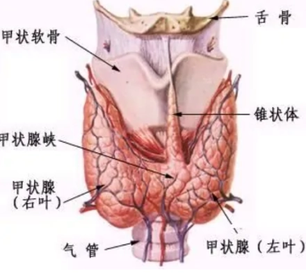 甲亢可以补硒