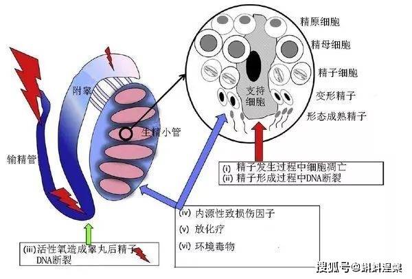 补硒身体变化