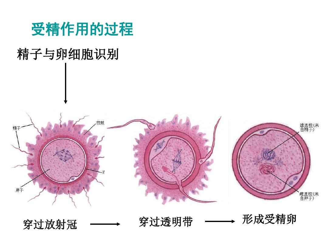 补硒保护男性