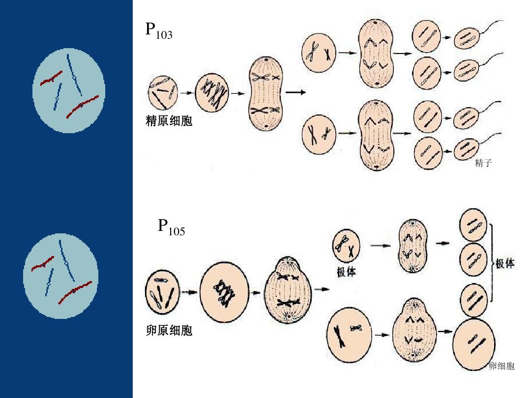 补硒保护男性