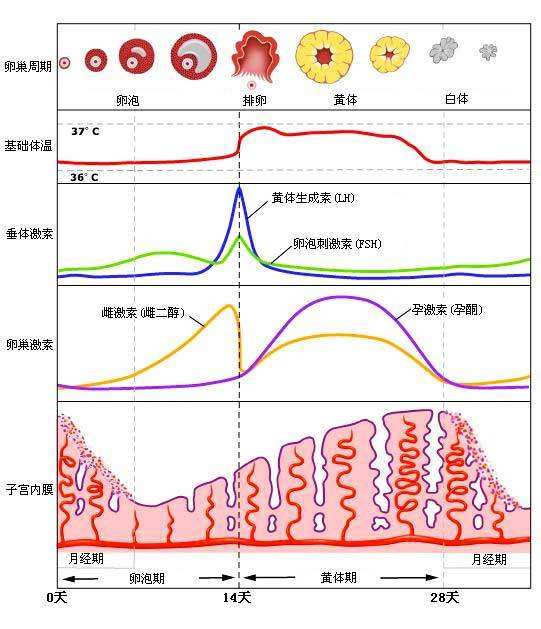 补硒治疗痤疮