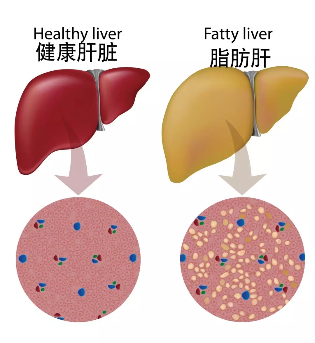 补硒会减肥吗