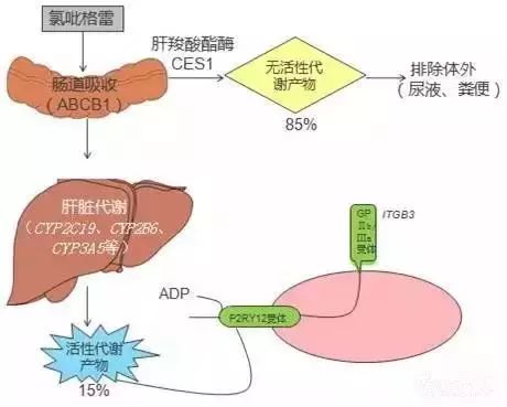 动脉硬化补硒