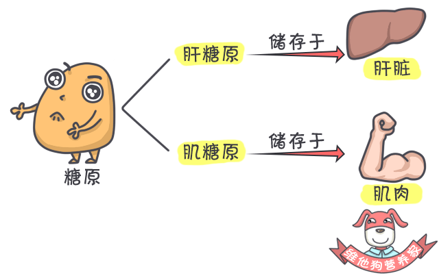 肝囊肿补硒量