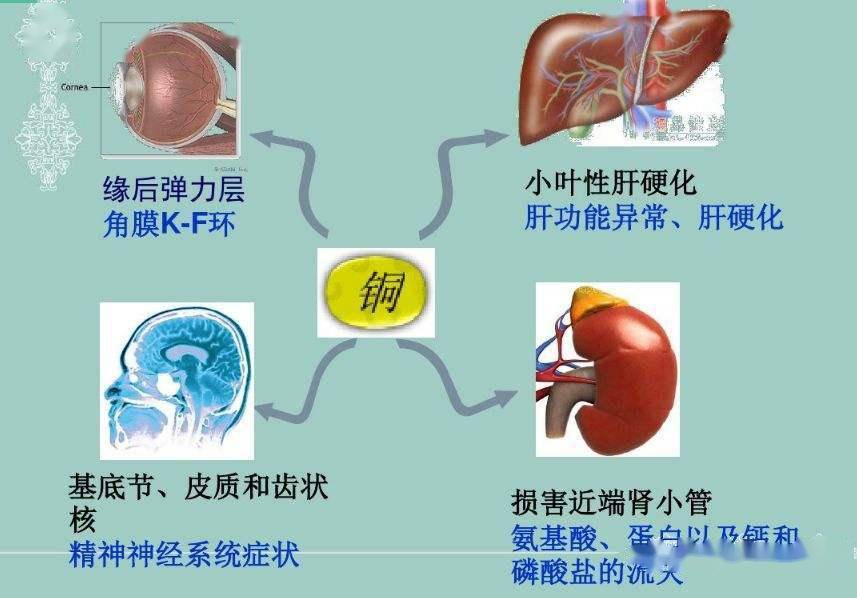 肝囊肿补硒量