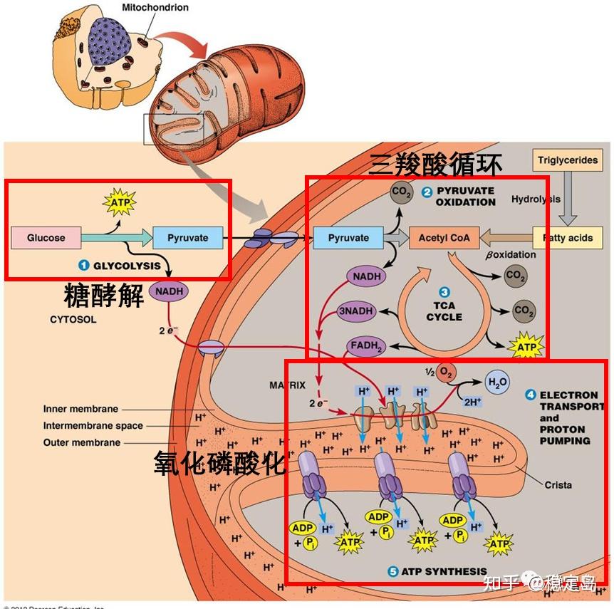 补硒降低心梗