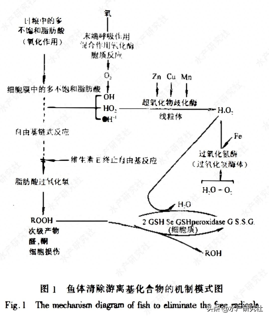 羊补硒的用量