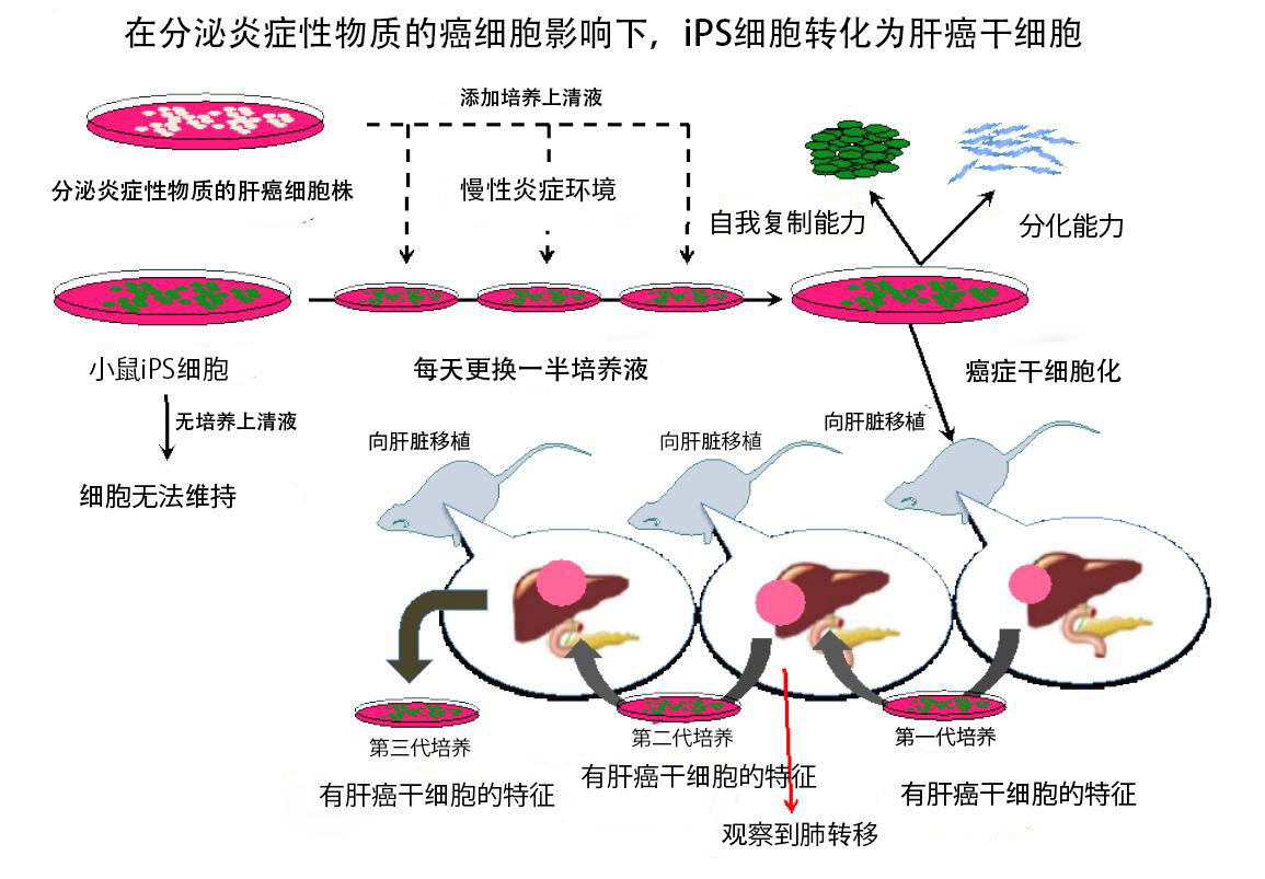 女性补硒养肝