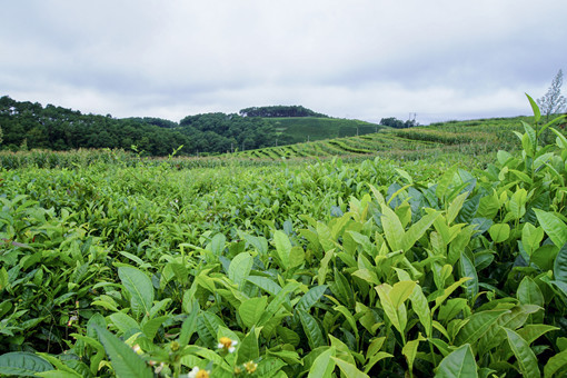 平利县2022年富硒茶产业奖补政策-摄图网