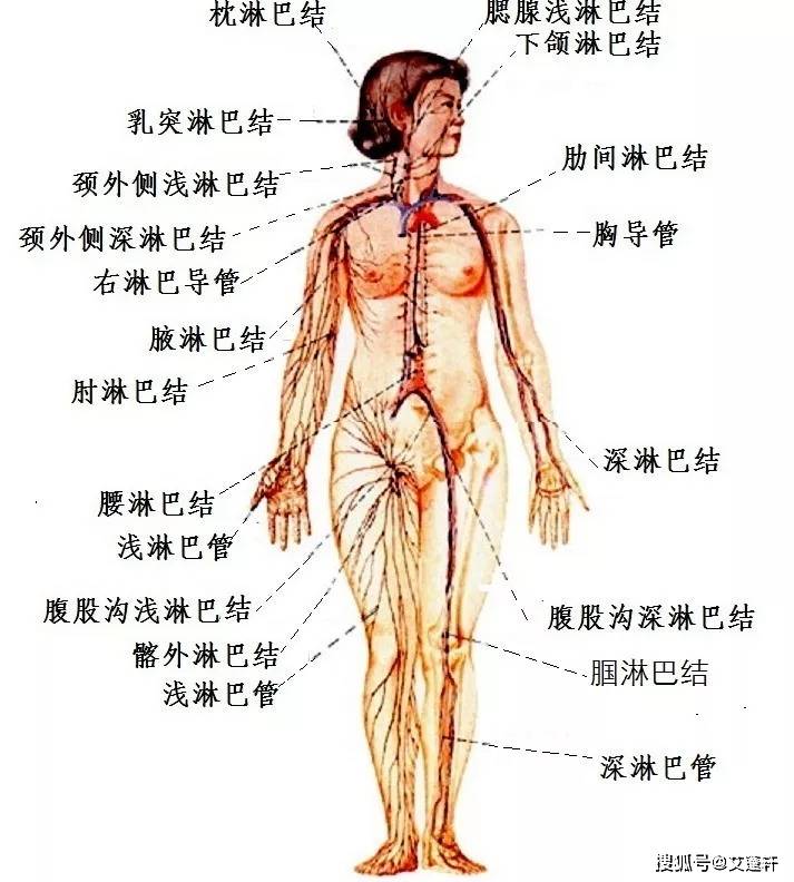 补硒右下腹痛