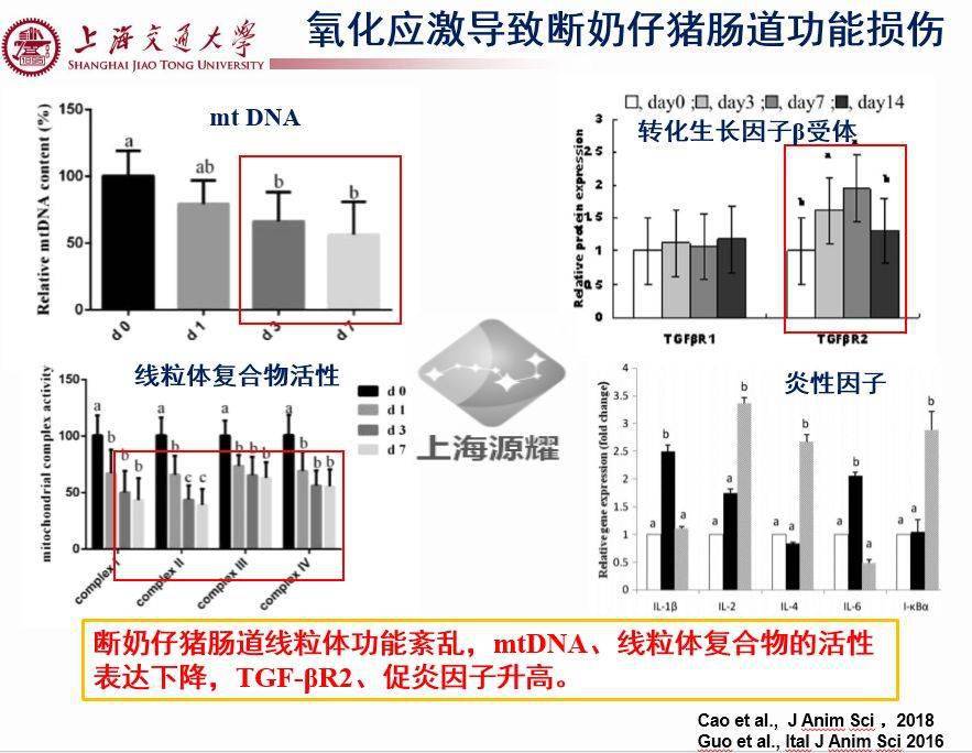 猪仔补硒后吐