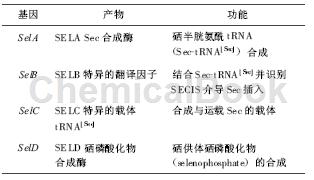 人能补多少硒