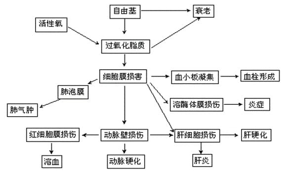 减肥用补硒吗