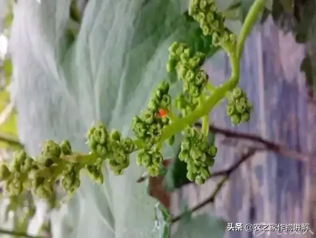 钾和硒怎么补