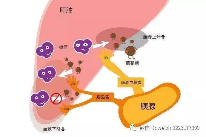 补硒养肝方法