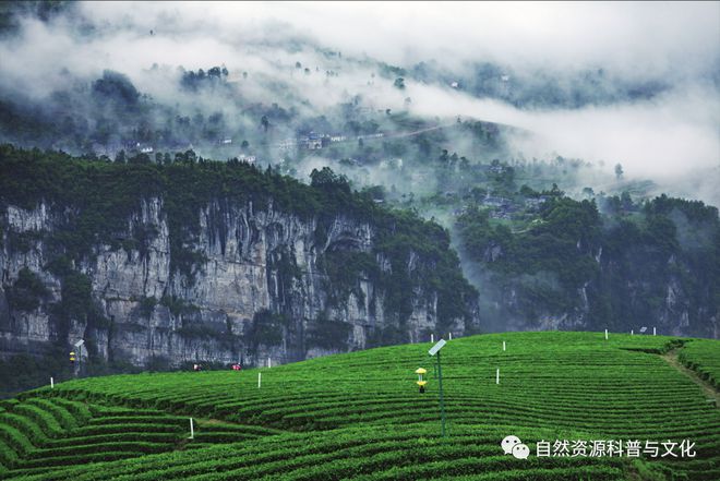 牛缺硒什么补