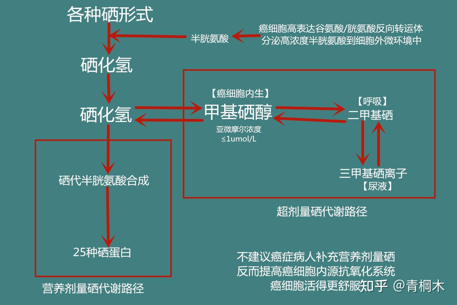 补硒的维生素