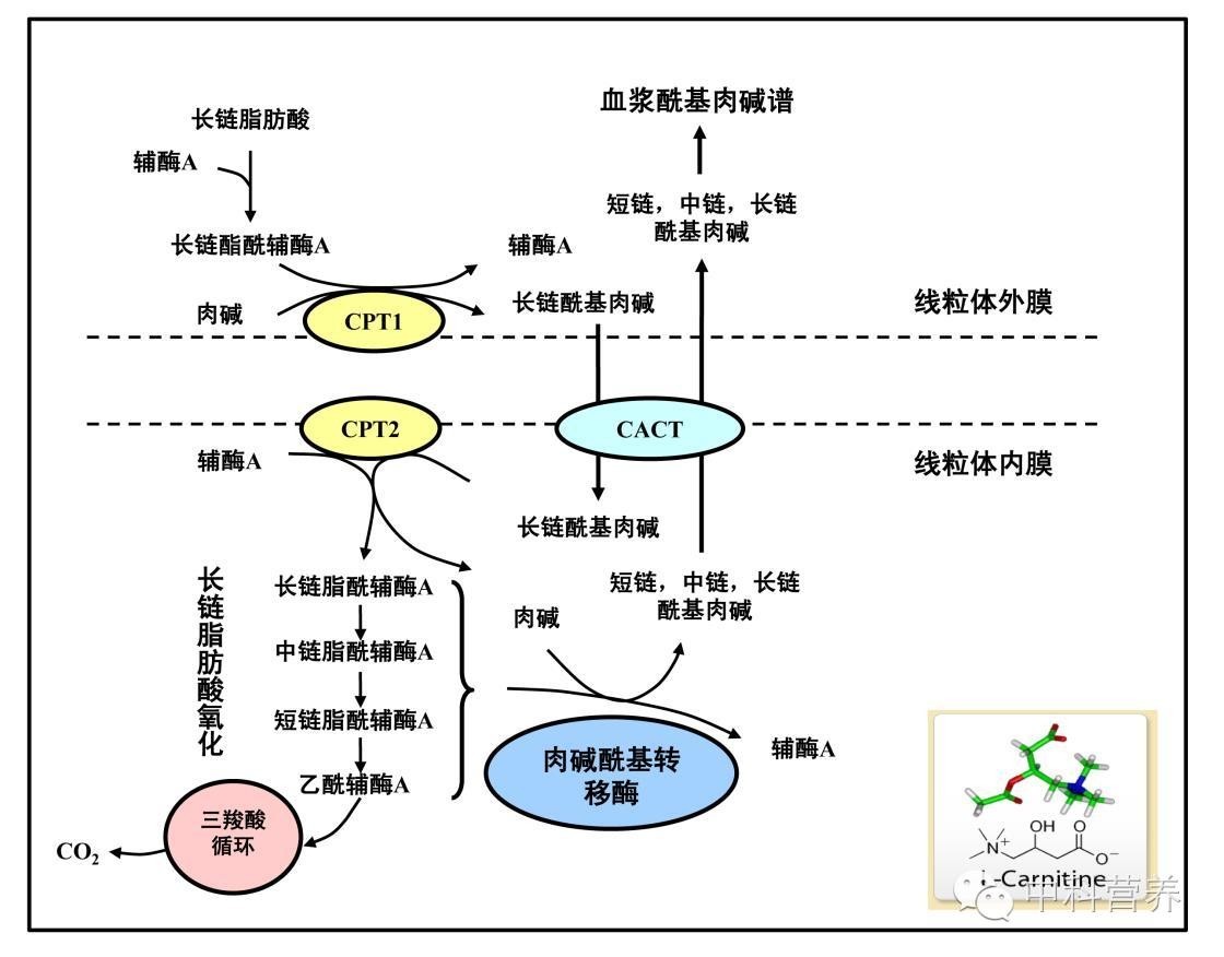 补硒治糖尿病