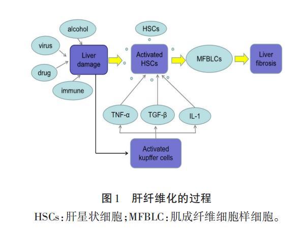 肝纤维化补硒