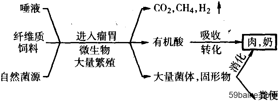 怎么样来补硒