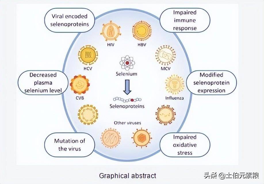 补硒抗病毒吗