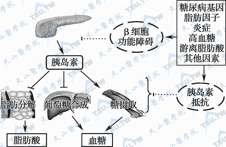 糖尿病能补硒