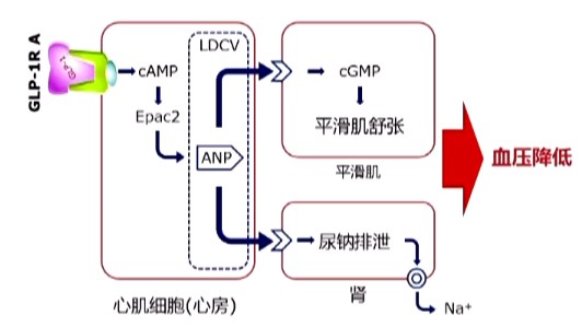 硒肽能补钾吗