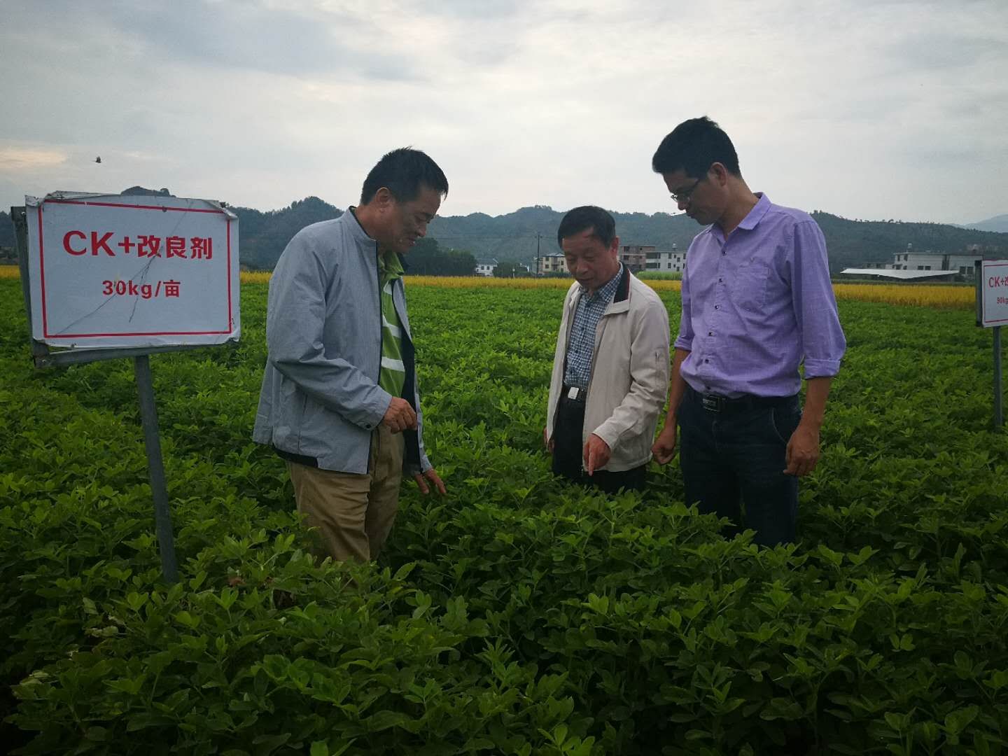 恩施富硒茶的功效与作用