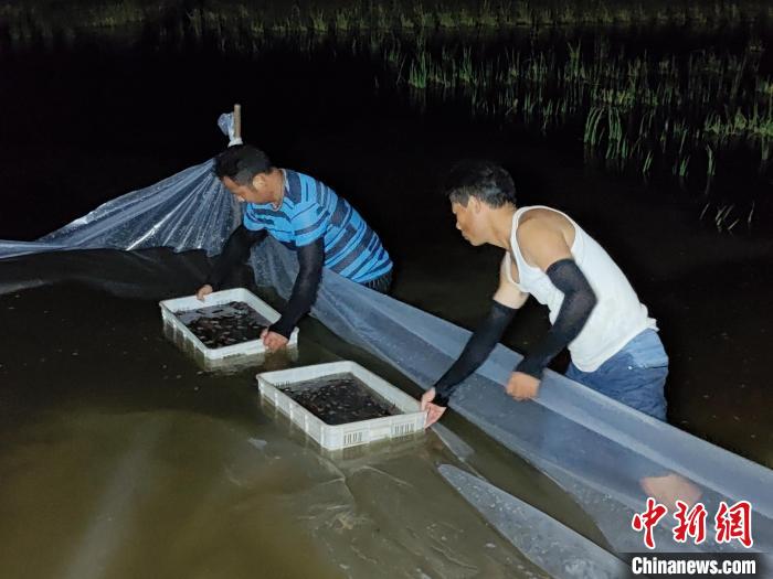 图为工人在港北区庆丰镇稻虾综合种养产业基地放种虾。　港北区委宣传部供图