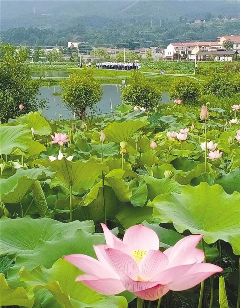 莲雨富硒产品