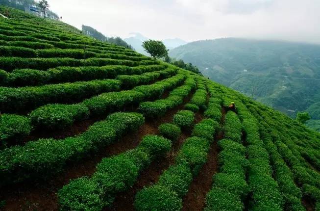 最好的富硒茶