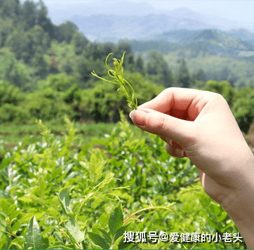 富硒莓茶口感