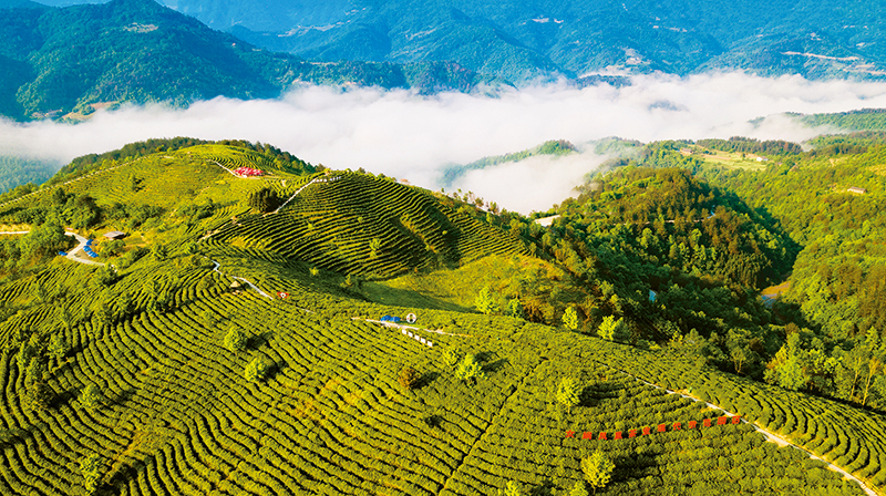 营梁村富硒茶