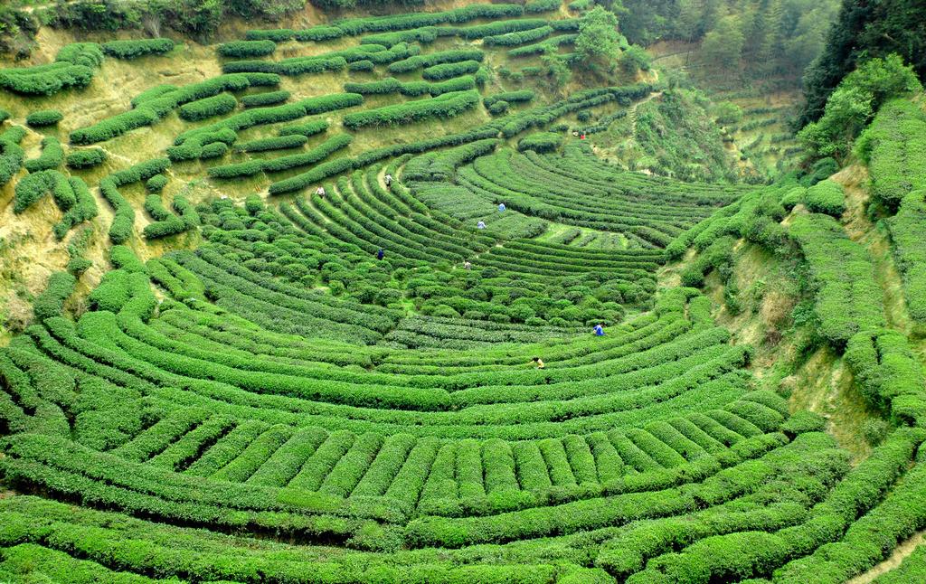 茶籽富硒湖南