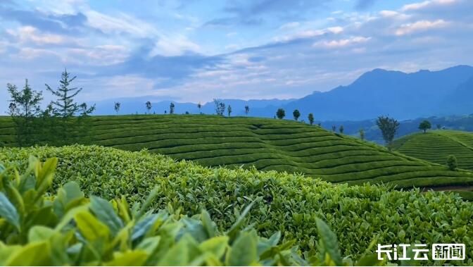 茶恩施富硒茶