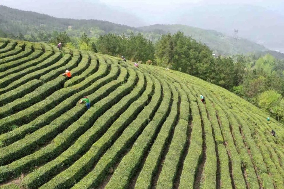 原生茶富硒茶