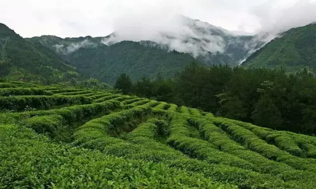 硒含量富硒茶