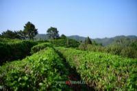 水城富硒茶叶