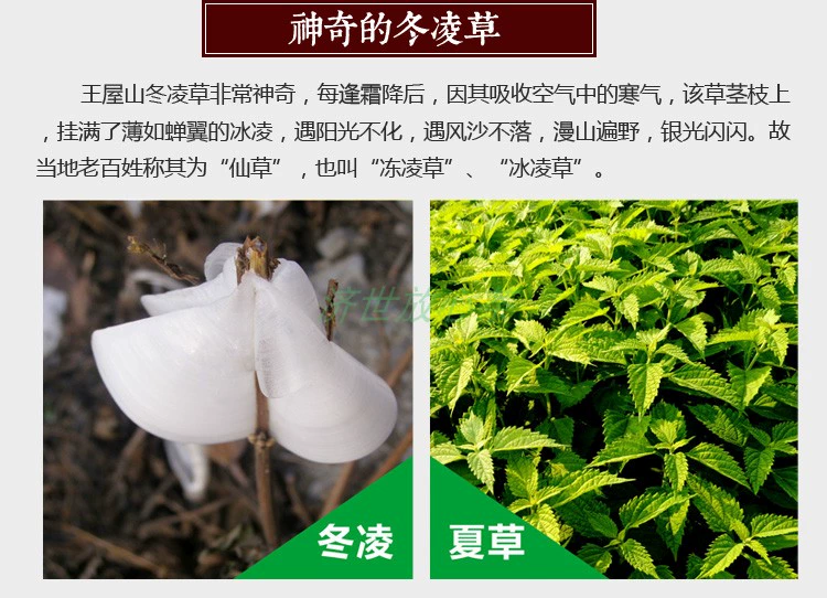 富硒蒲公英茶